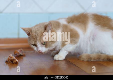 Eine neugierige Katze mit orangefarbenem und weißem Fell inspiziert Essensreste auf einem Holzboden in einem warmen Innenraum. Stockfoto