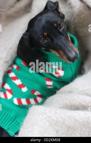 Ein Miniatur-Dachshund in einem Weihnachtspullover, der auf einem Sofa sitzt Stockfoto