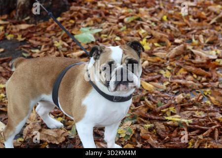 Porträt einer reinrassigen englischen Bulldogge auf dem Hintergrund von Herbstblättern Stockfoto