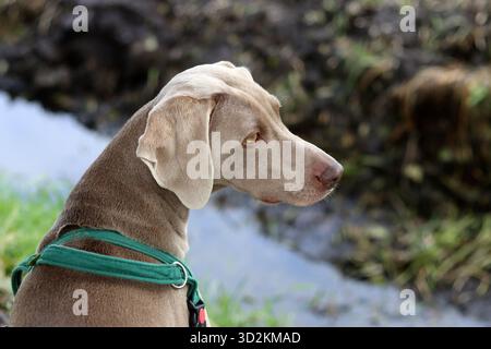 Weimaraner-Welpe in einem grünen Gurtzeug am Flussufer Stockfoto