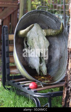Schädel einer Kuh mit Hörnern auf einem Metalleimer im Garten Stockfoto