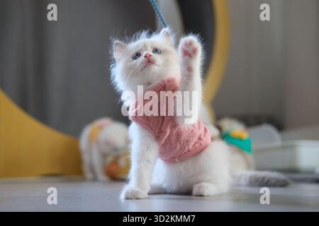 2 Monate altes Ragdoll-Kätzchen, das auf dem Boden steht und zu einem Katzenteaser aufblickt. Hauskatze Stockfoto