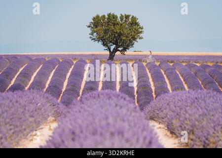 Frau radelt durch Lavendelfeld und genießt die Sommerlandschaft Stockfoto