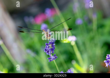 Libelle sitzt im Sommer auf Lavendarpflanze auf der Wiese Stockfoto