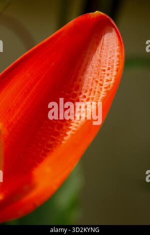 Eine auffällige, vertikale Nahaufnahme einer lebendigen, wachsroten Heliconia-Blume (oder Hülle) vor einem weichen, dunklen Hintergrund, die ihre tropische Schönheit und einzigartige Textur unterstreicht. Stockfoto