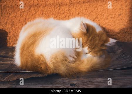 Rote und weiße Katze, die auf Sonnenschein schläft. Orange und weiße Kätzchen schlafen im Freien. Ginger Kätzchen entspannend. Lustiges Kätzchen, das auf dem Hof liegt. Haustierkonzept. Stockfoto