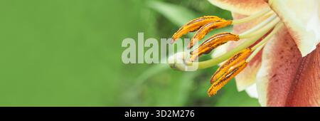 Nahaufnahme einer lebendigen Hibiskusblüte mit detaillierten Stamen und Pollen vor einem weichen grünen Hintergrund. Stockfoto