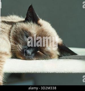 Siamkatze schläft friedlich auf sonnendurchfluteter Oberfläche mit entspanntem Ausdruck und weicher Fellstruktur. Stockfoto