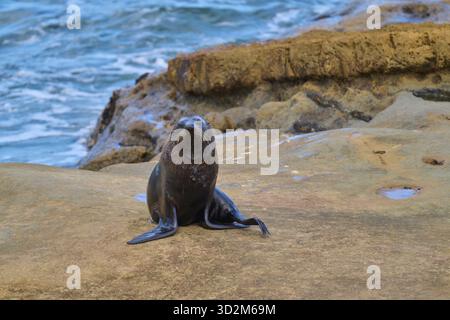 Seehunde auf Meeresfelsen mit Blick auf das Wasser, Neuseeländische Seehunde (Arctocephalus forsteri), Shag Point Lookout, Shag Point, Palmerston, Otago, Süden Stockfoto