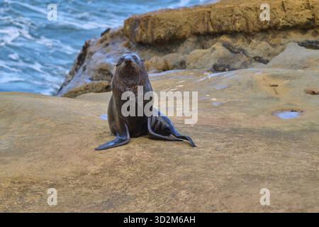 Seehunde sitzen entspannt auf Felsen mit Blick auf das Meer, neuseeländische Seehunde (Arctocephalus forsteri), Shag Point Lookout, Shag Point, Palmerston, Otago, S Stockfoto