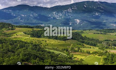 Panorama der grünen Weinberge und Hügel im Vipava-Tal, Slowenien, Slowenien Stockfoto