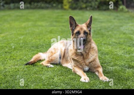 Älterer Schäferhund, der auf Gras ruht. Ganzkörper-Porträt Stockfoto