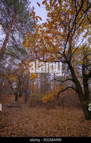 Ein leerer Picknicktisch in den Tiefen des Waldes in der Herbstkälte Stockfoto