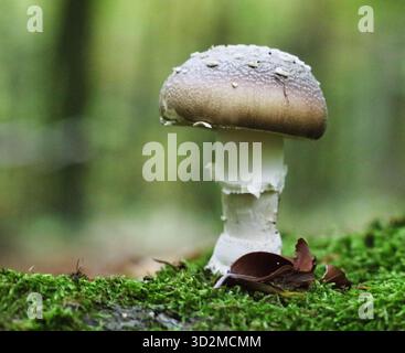 Nahaufnahme der giftigen Panthermütze oder des Amanita Pantherina Pilzes, der im Wald wächst. Natürlicher Hintergrund Stockfoto