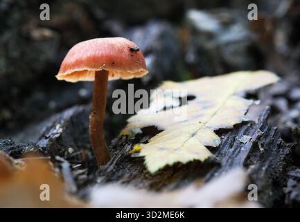 Nahaufnahme eines scheußlichen Zweigpilzes, auch Tubaria furfuracea genannt Stockfoto