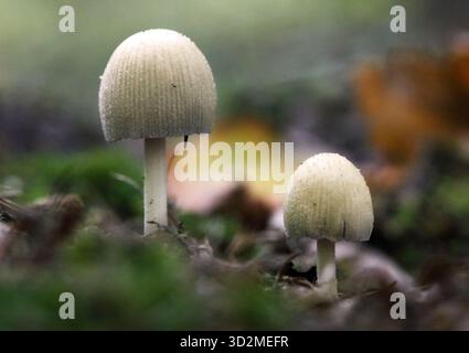 Glänzende Kopfpilze (Coprinellus micaceus), die im Herbst aus dem Boden auftauchen, aus der Nähe Stockfoto
