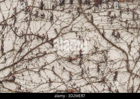 Äste Kletterpflanze mit Beeren auf dem weißen Gipswand Hintergrund Stockfoto