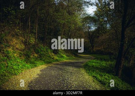 Waldweg bedeckt mit gefallenen Blättern in natürlichem Licht Stockfoto