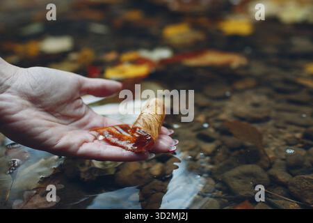 Weibliche Hand Handfläche hält orange Ahornblätter auf Wasserquelle verwischen Hintergrund Stockfoto
