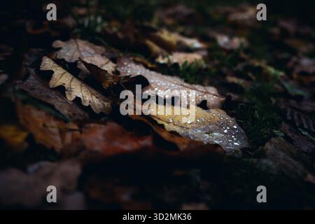 Nahaufnahme von nassen Herbstblättern mit Wassertröpfchen auf Waldgrund Stockfoto