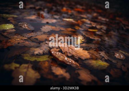 Nahaufnahme von Herbstblättern, die nach Regen im Wasser schwimmen Stockfoto