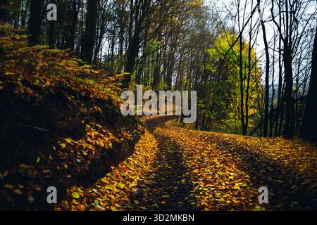 Waldweg bedeckt mit gefallenen Blättern in natürlichem Licht Stockfoto