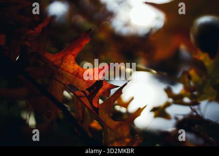 Nahaufnahme des herbstlichen Eichenblatts mit Hintergrundbeleuchtung und geringer Tiefe des Feldes Stockfoto