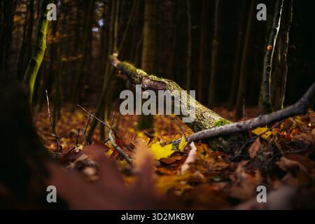 Gefallener, moosbedeckter Baumstamm im Wald unter natürlichem Licht Stockfoto