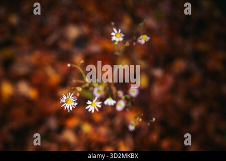 Nahaufnahme farbenfroher Herbstblätter mit geringer Tiefe des Feldes Stockfoto
