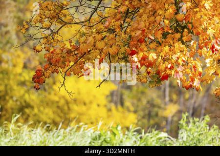 Ahorn mit bunten Blättern. Die Landschaft ist im Herbst farbenfroh. Stuttgart, Baden-Württemberg, Deutschland Stockfoto