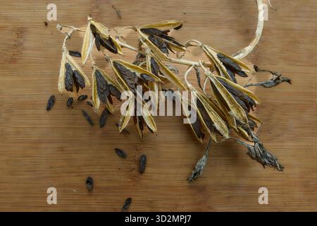 Im Oktober werden getrocknete Hostasamen aus ihren Schoten ausgeschüttet Stockfoto