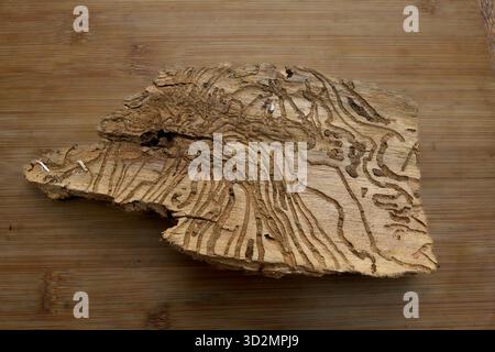 Der Rindenkäfer läuft auf der verborgenen Seite eines Stückes gefallener Rinde Stockfoto