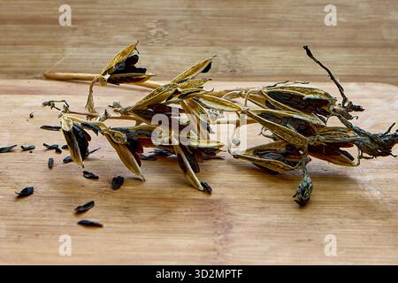 Im Oktober werden getrocknete Hostasamen aus ihren Schoten ausgeschüttet Stockfoto