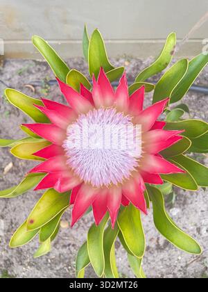 Krone des Kaps: Voll aufgeblühter König Protea, Südafrika Stockfoto