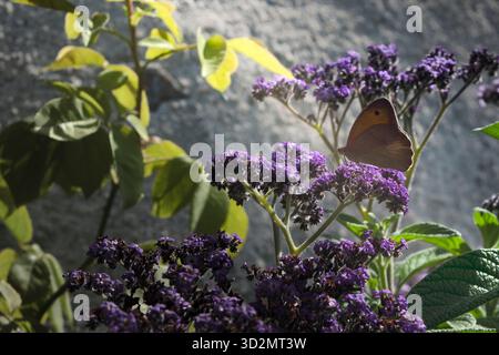 Ein brauner Schmetterling landet auf Blumen Stockfoto