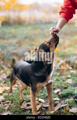 Vertikale Aufnahme eines Mischhundes, der auf Gras und Herbstblättern steht und während des Trainings eine Leckerei oder Nahrung aus der menschlichen Hand nimmt. Stockfoto