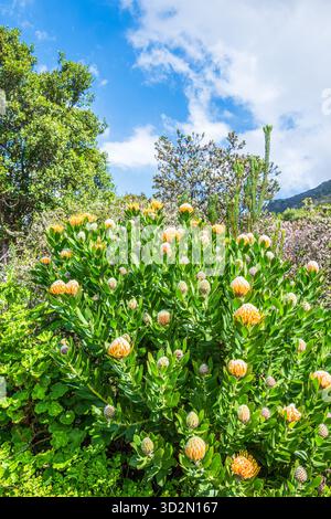 Pincushion Protea Flowers, fotografiert in Kirstenbosch Botanical Gardens in Kapstadt, Südafrika Stockfoto