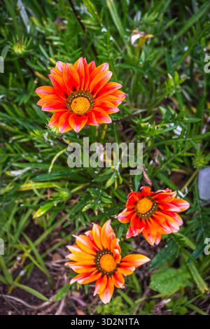 Asteraceae gazania „Large Maroon“ ist eine blühende Pflanzenart aus der Familie der Asteraceae. Es ist eine niedrig wachsende Staude, die in Southern AF beheimatet ist Stockfoto