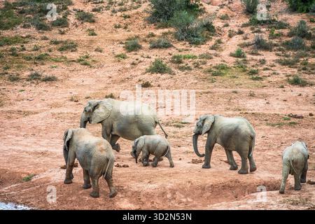 Elefanten in einem Wasserloch im Addo Elephant National Park in Südafrika. Stockfoto