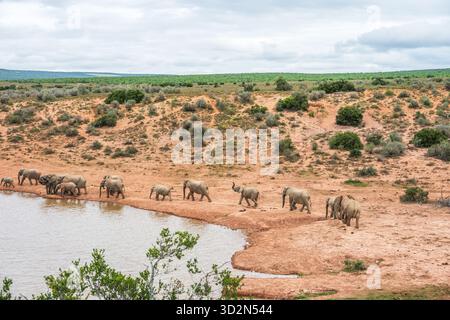 Elefanten in einem Wasserloch im Addo Elephant National Park in Südafrika. Stockfoto