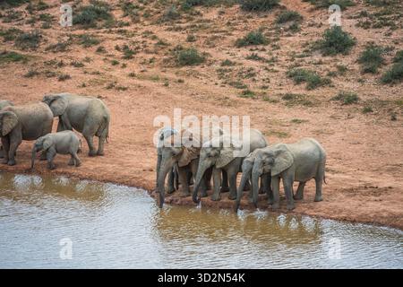 Elefanten in einem Wasserloch im Addo Elephant National Park in Südafrika. Stockfoto