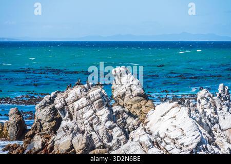 Kolonie von Kapkormoranen, die in den Felsen an der Küste nistet. Bettys Bay, Südafrika Stockfoto