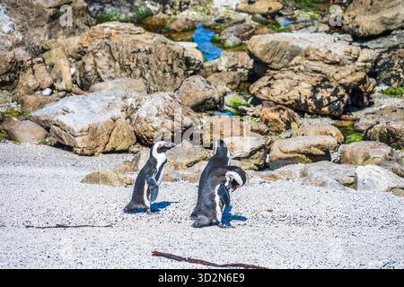südafrikanische Pinguine am Boulders Beach, Kapstadt, Südafrika. Stockfoto