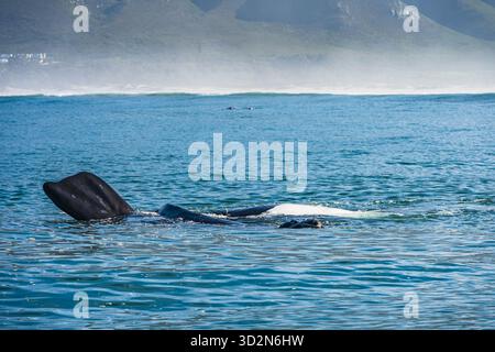 Wale in Hermanus Bay, Südafrika. Mutter mit Baby. Stockfoto