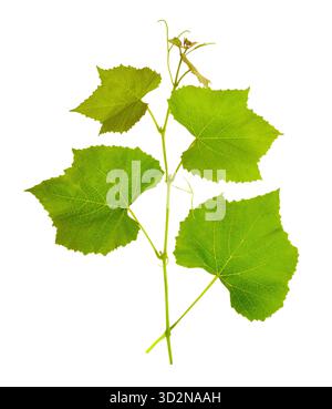 Weinstock Blätter isoliert auf weißem Hintergrund Stockfoto