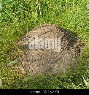 Große Ameisenhügel auf Wiese im grünen Sommergras. Stockfoto