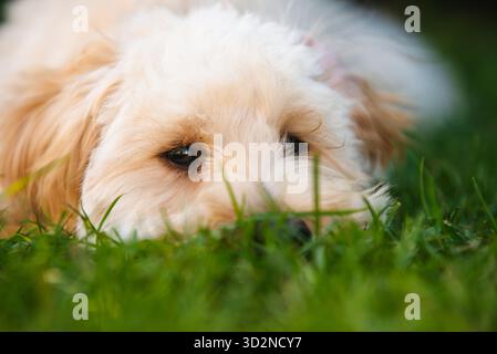 Eine eng gerahmte Nahaufnahme mit Blick auf die Augen und den Maul eines flauschigen Maltipoo-Welpen, der auf dem Gras liegt. Die Vordergrundmesser des Grases bilden den Rahmen für den pe Stockfoto