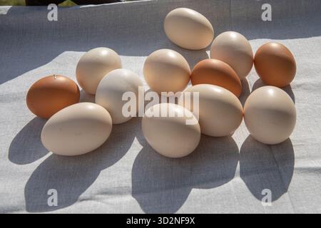 Bio-Hühnereier in verschiedenen Farben auf leichtem Stoff in Sonnenlicht natürliches Bauernprodukt Stockfoto
