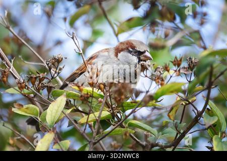 Ein gemeiner Sperling sitzt auf einem Zweig zwischen dichtem Laub. Stockfoto