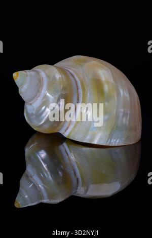 Einzelne Perlmuschel aus Turban Schnecke auch bekannt als Turbinidae isoliert auf schwarzem Hintergrund, Spiegelreflexion Stockfoto